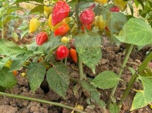 Luci’s Pepper – vente de piment en gros