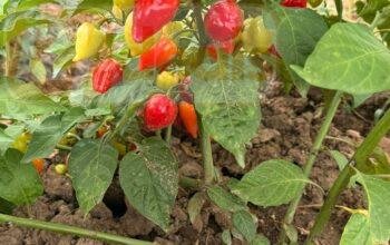 Luci’s Pepper – vente de piment en gros